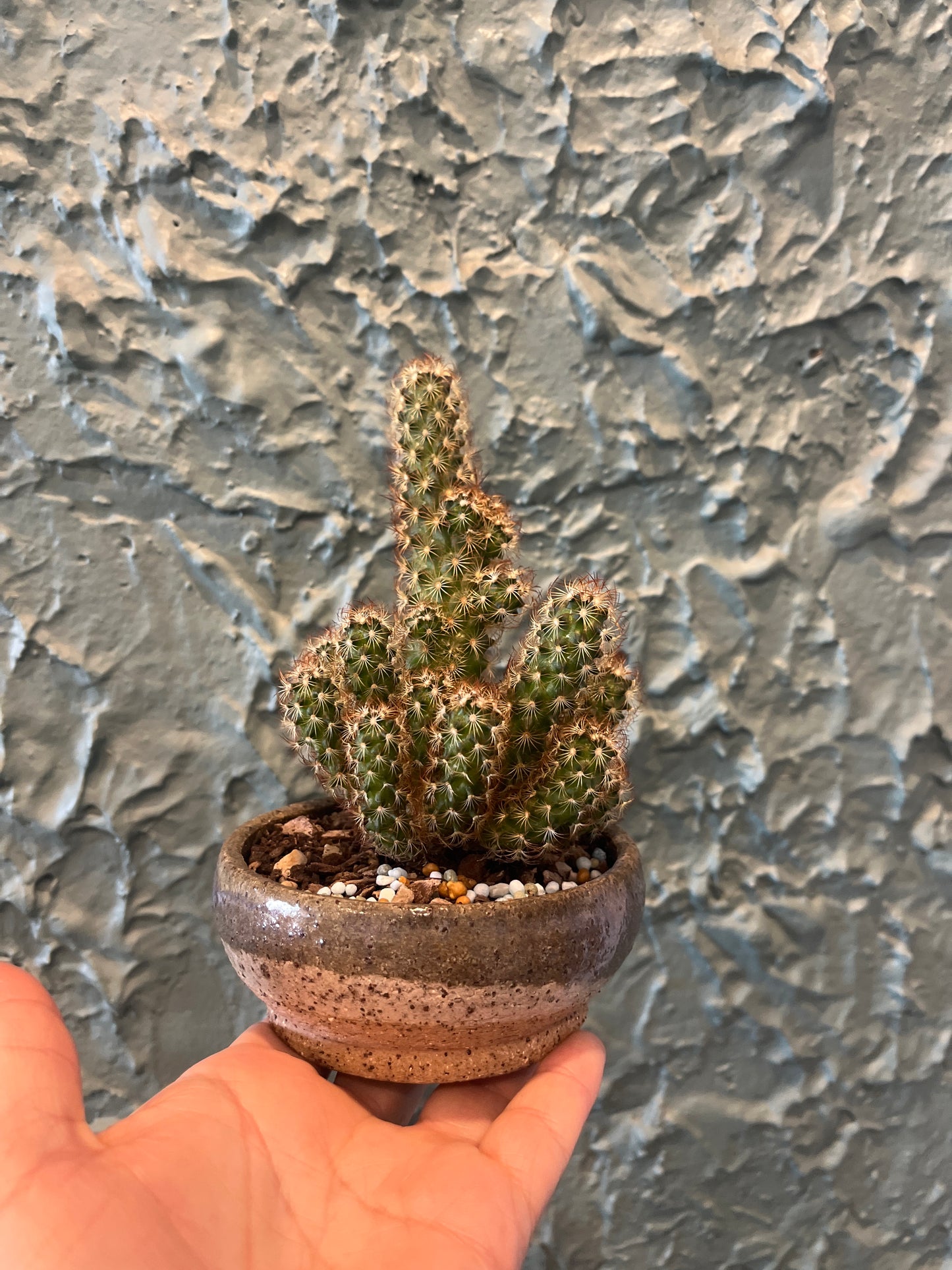 Plant + Pot Combo – Mammillaria elongata Red