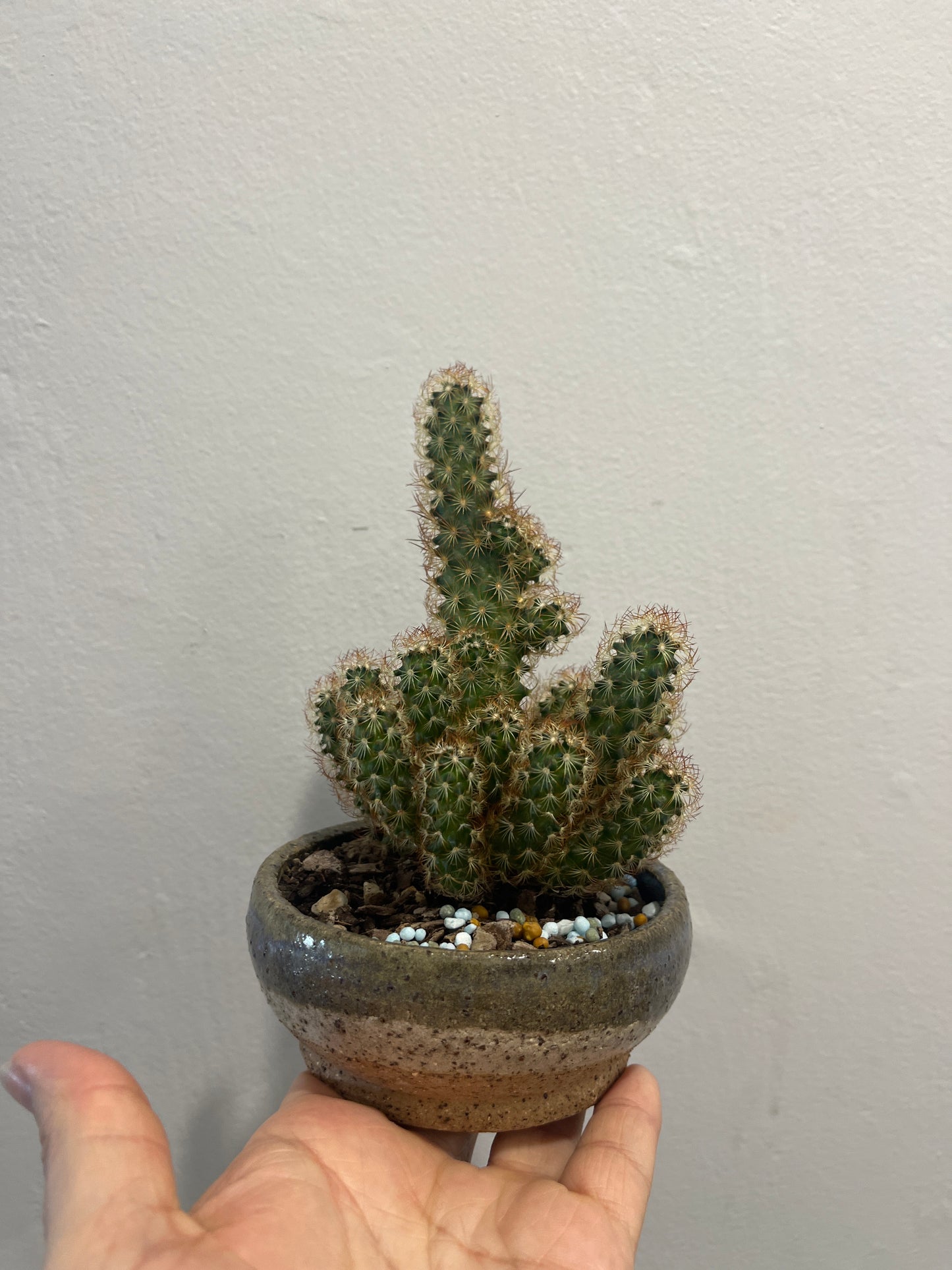 Potted cactus with a hand holding it against a plain background