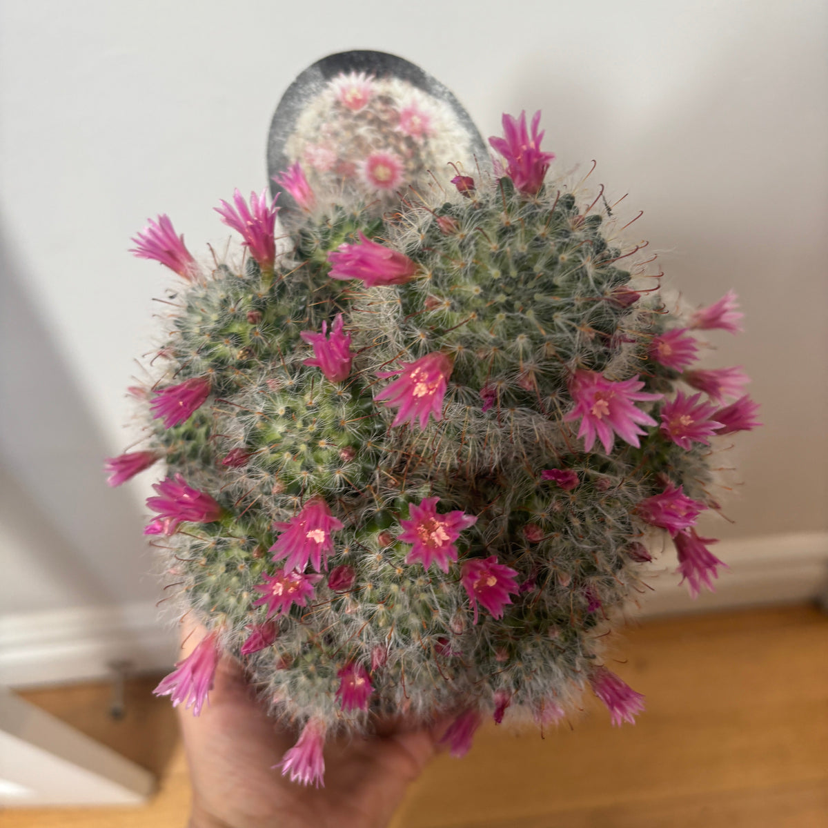 Mammillaria boscasana v roseaflora