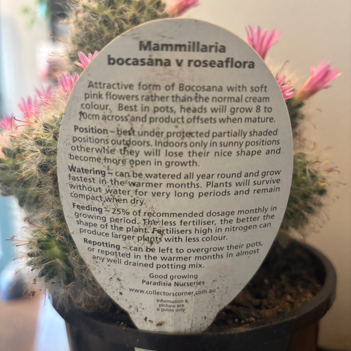 Mammillaria boscasana v roseaflora