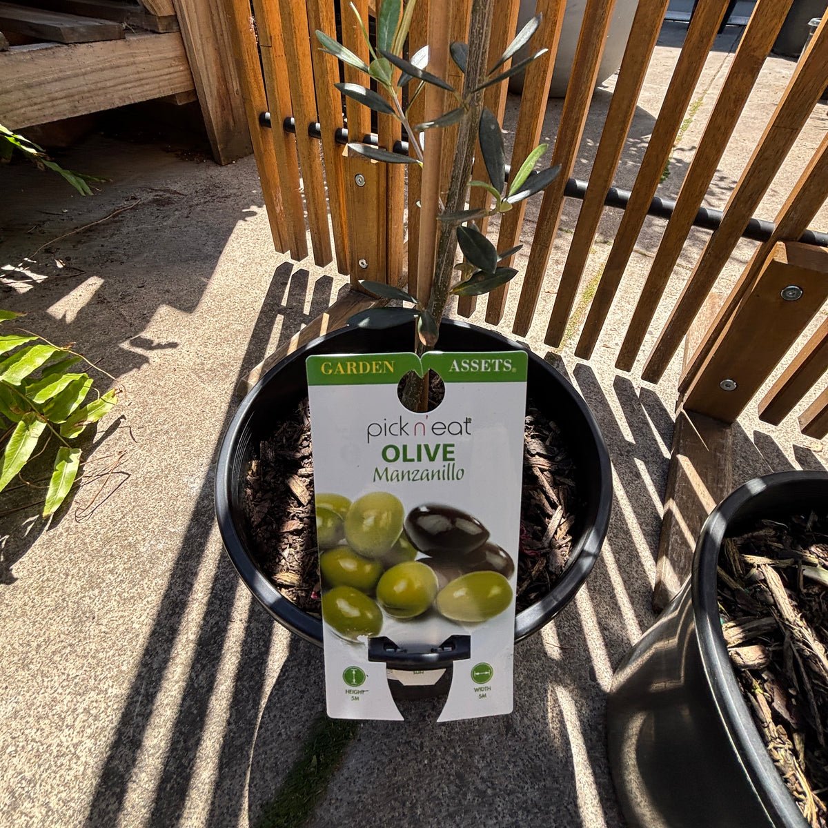 Olive Tree - Manzanillo