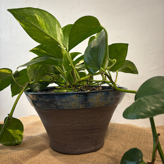Marbled V Planter by TONiC Ceramics