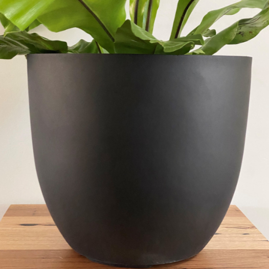 Black pot with a plant on a wooden surface
