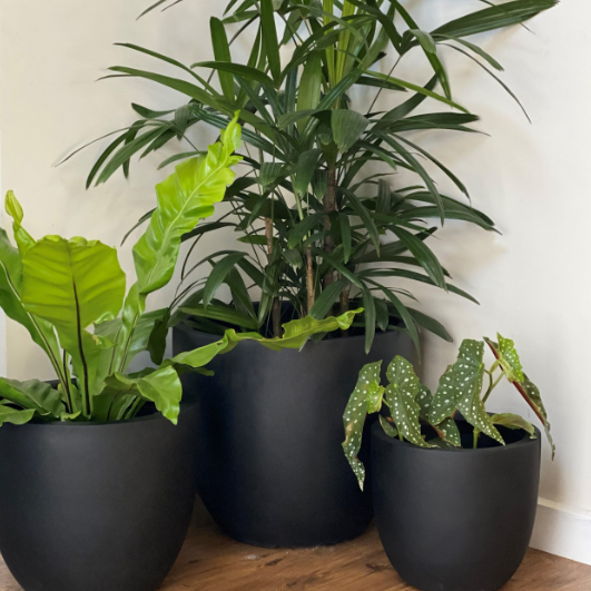 Three potted plants in black pots on a wooden surface with a white wall background.