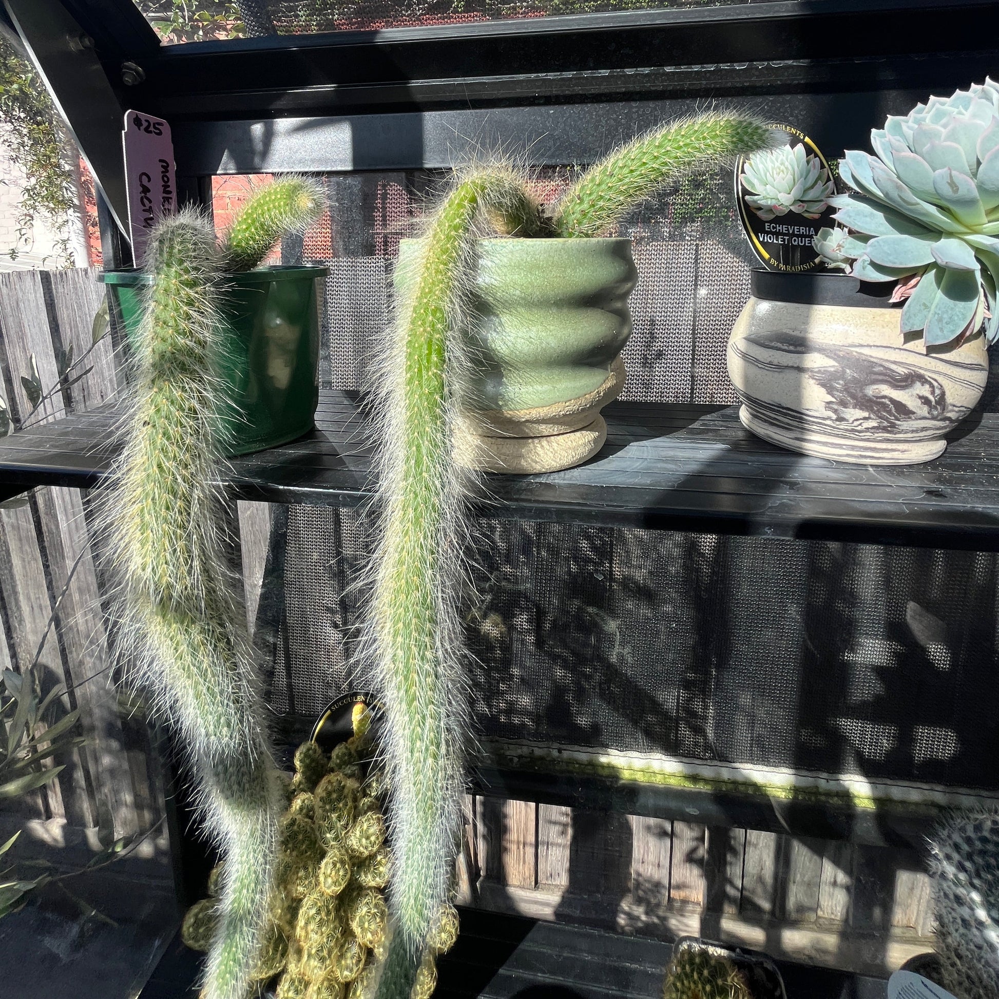 Cactus plants on a reflective surface with a blurred background