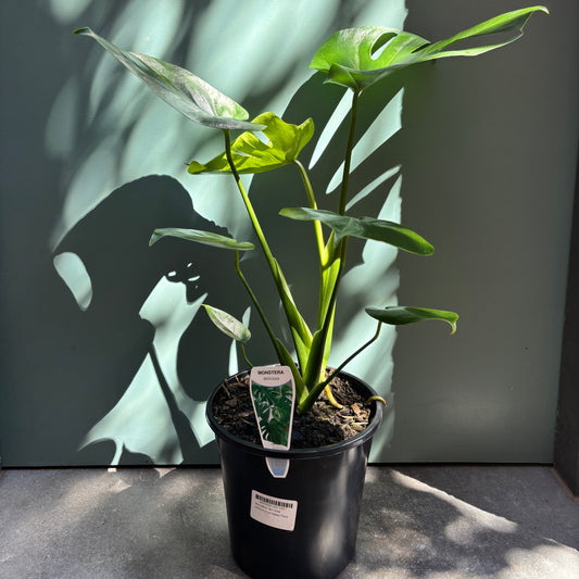 Monstera deliciosa (Fruit Salad Plant)