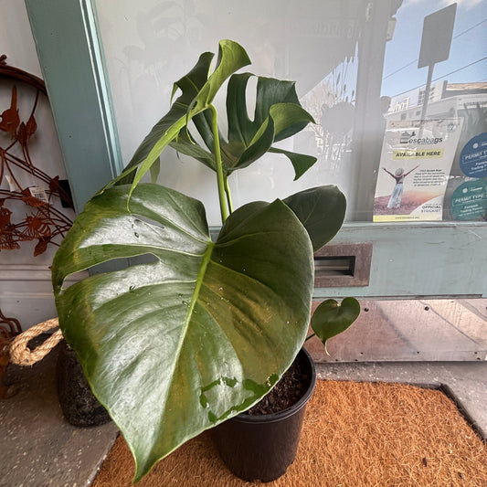 A large green monstera plant in a black plastic nursery pot, placed on a brown coir doormat in front of a glass storefront window.
