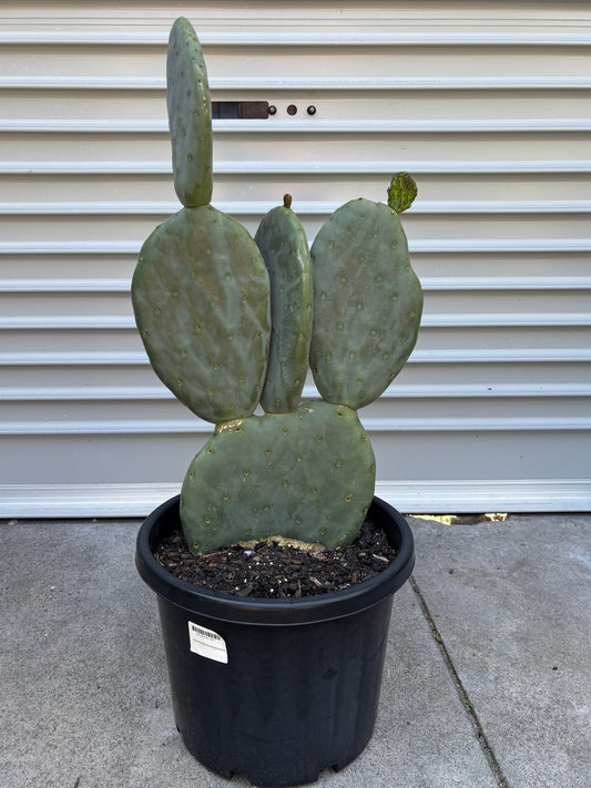 Opuntia ficus indica Burbank Spineless