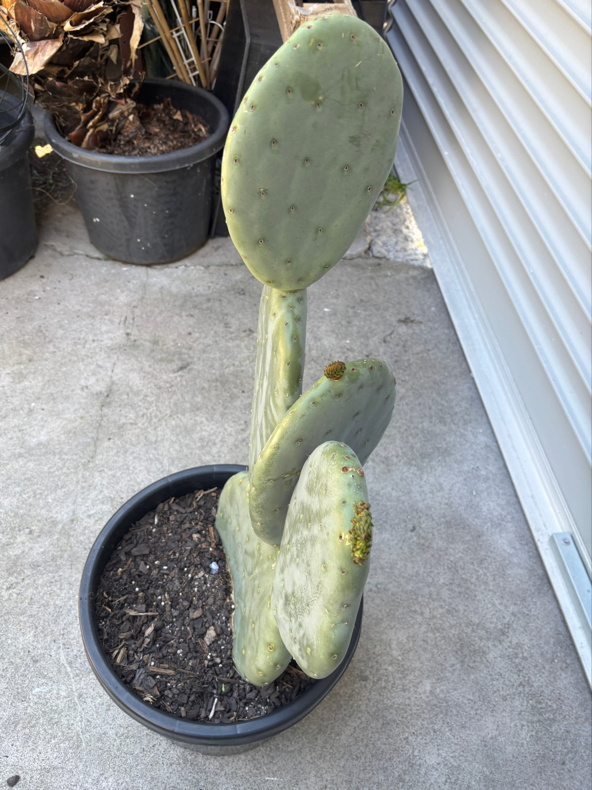Opuntia ficus indica Burbank Spineless