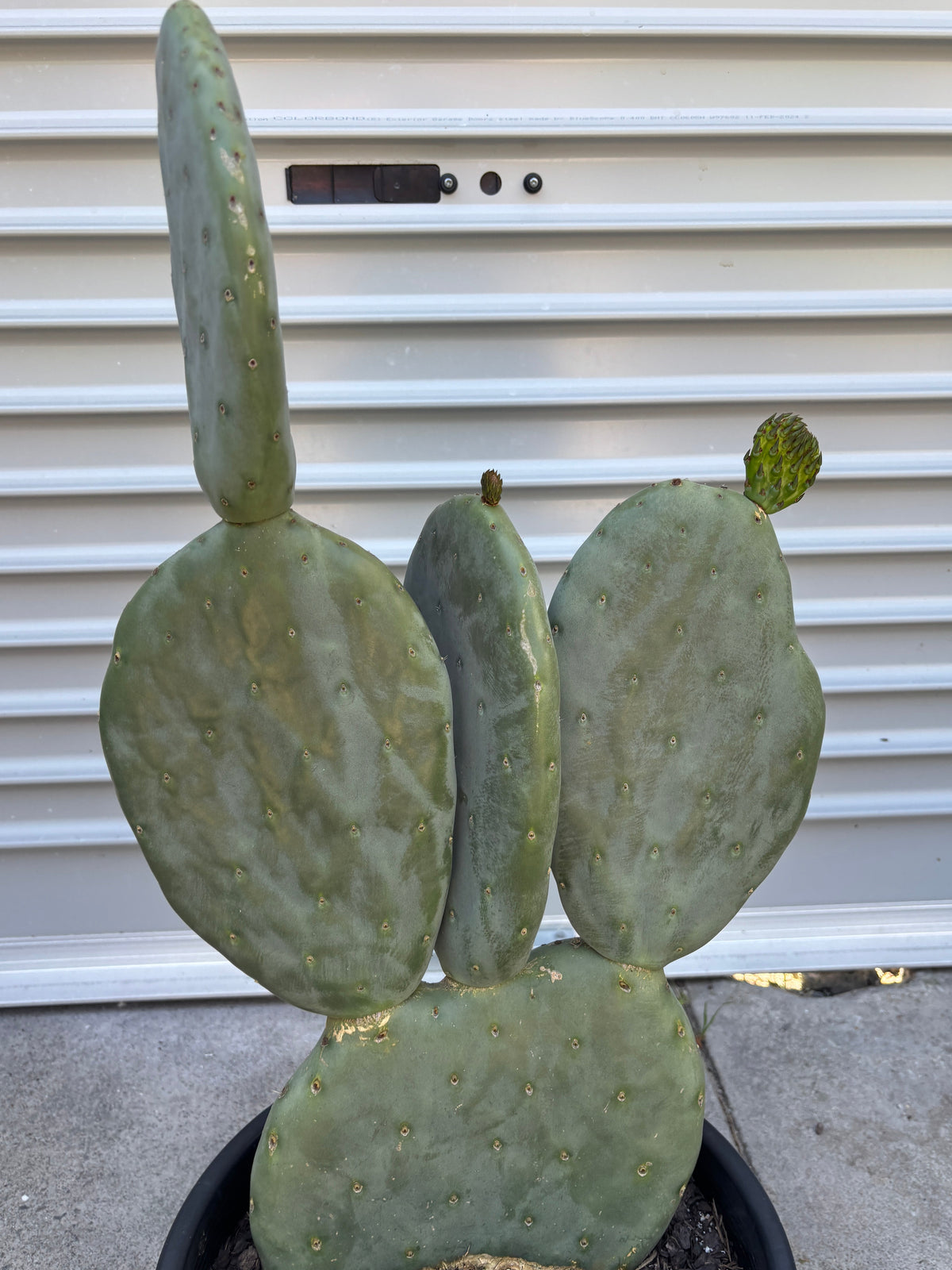 Opuntia ficus indica Burbank Spineless