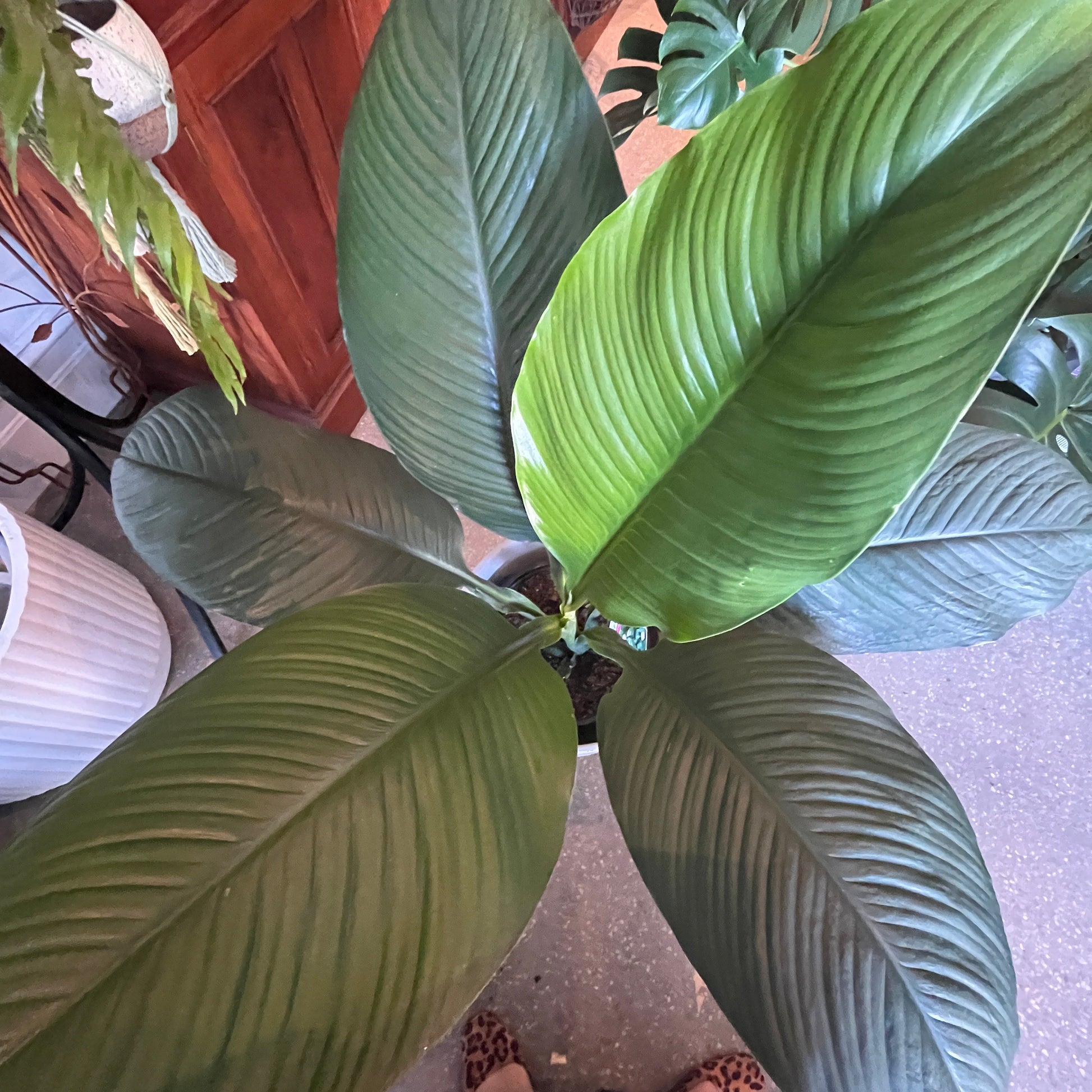 Large green leafy plant indoors with a wooden cabinet and tiled floor in the background.