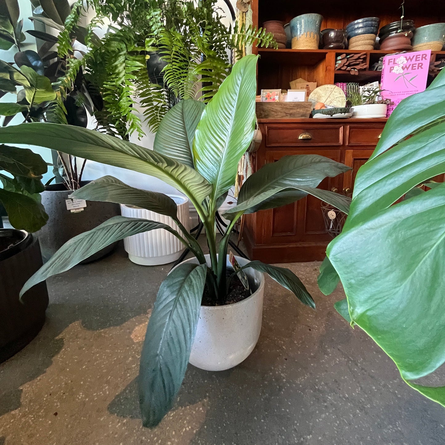 Potted plants on a table with a wooden cabinet in the background