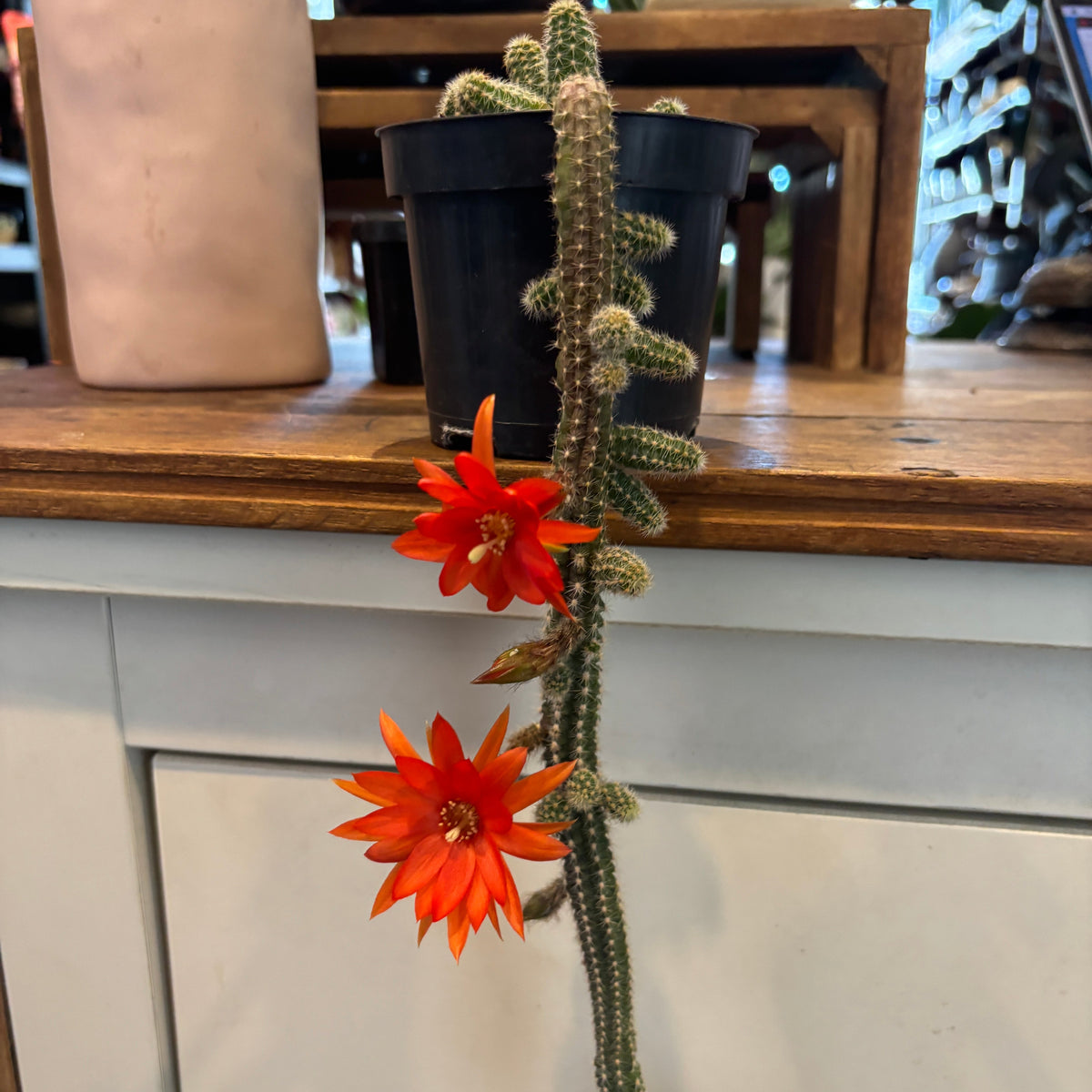 Peanut Cactus (Echinopsis chamaecereus)