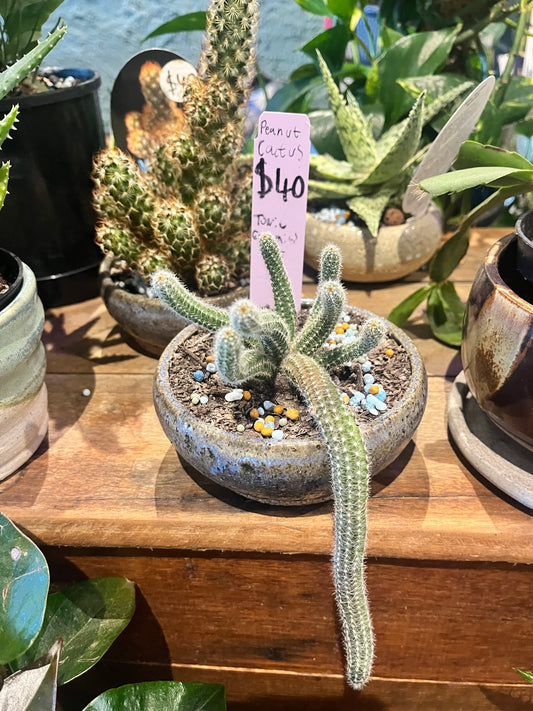 Potted plants on a wooden surface with a price tag visible