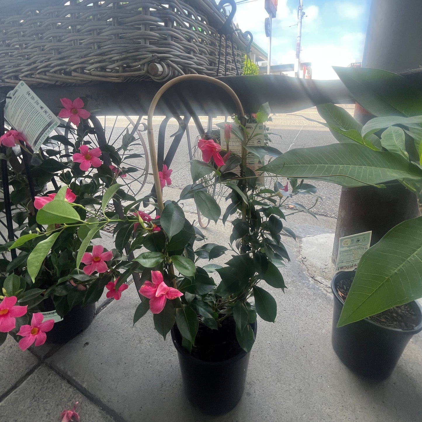 Floral plant in a pot on a concrete surface with a blurred background