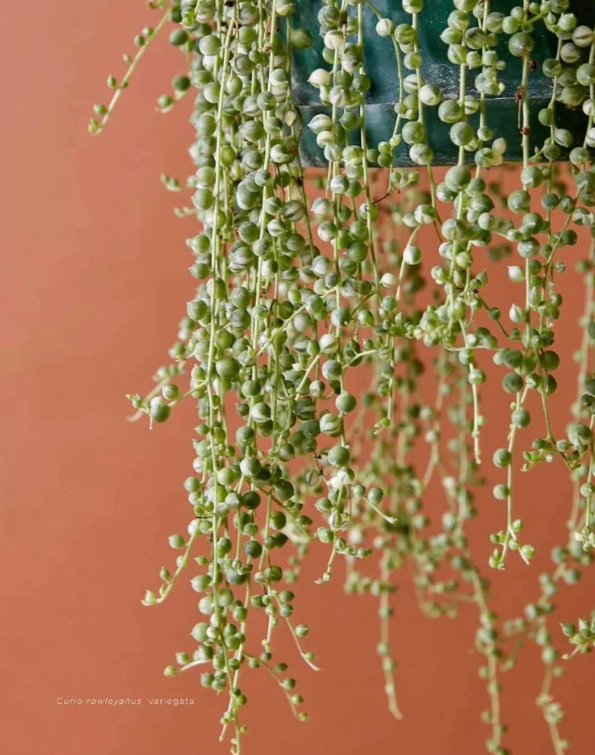 A hanging green plant with many small round succulent-like leaves dangles in front of a warm terracotta background. Small text at the lower left reads 'Cero newyushii variegata'.