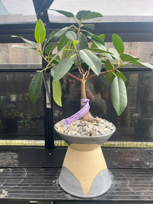 Bonsai - Port Jackson Fig in TONiC Ceramics planter