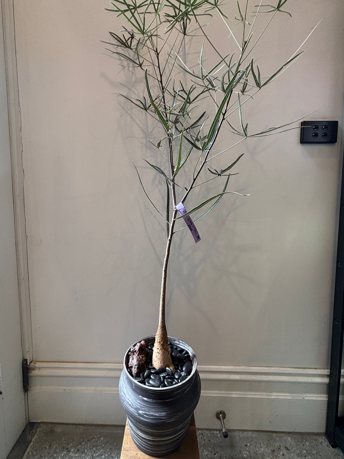 Bonsai - QLD Bottle Tree in a TONiC Ceramics planter