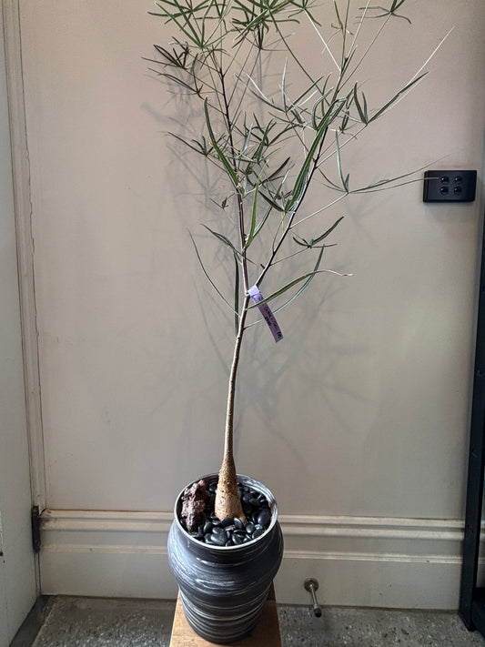 Bonsai - QLD Bottle Tree in a TONiC Ceramics planter