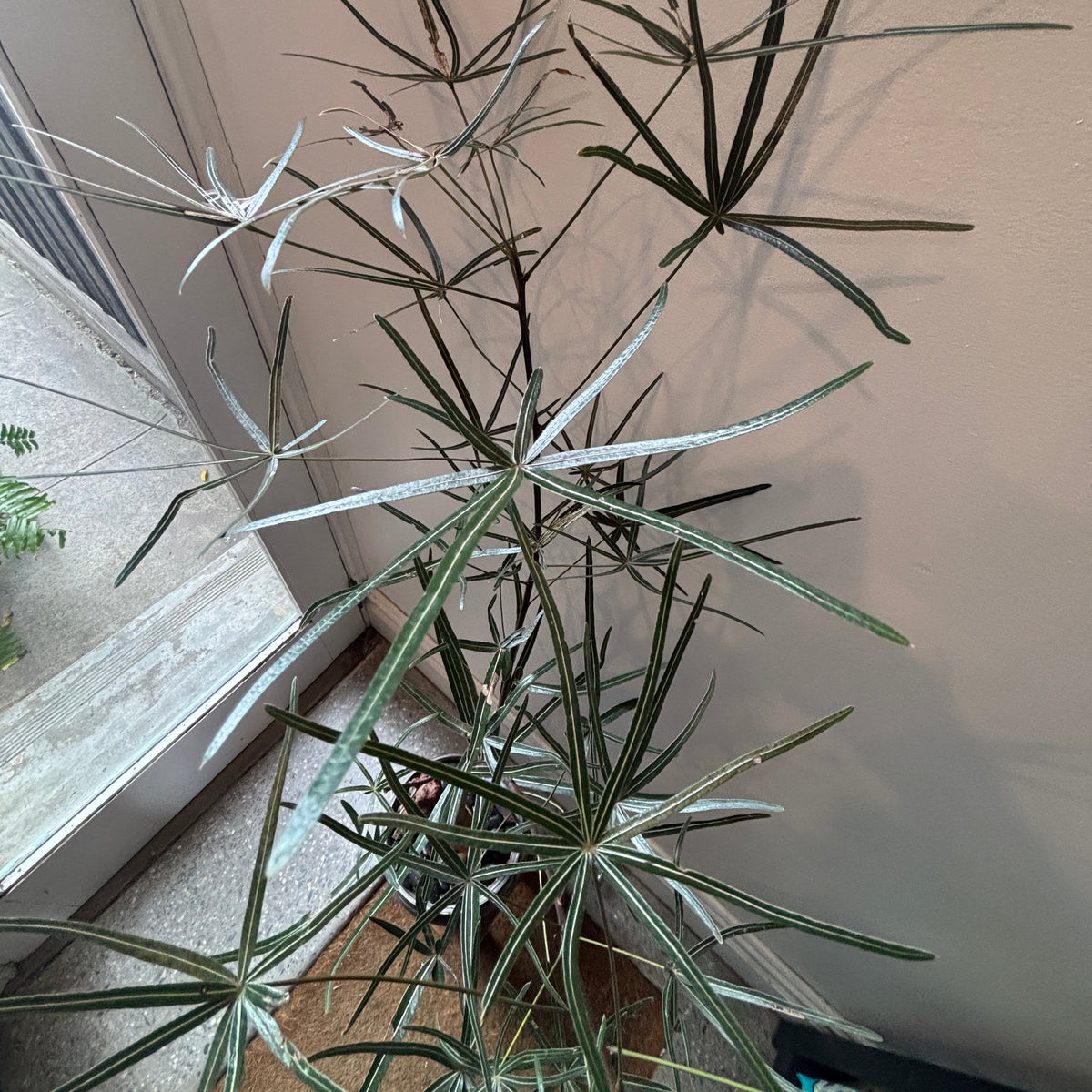 Bonsai - QLD Bottle Tree in a TONiC Ceramics planter