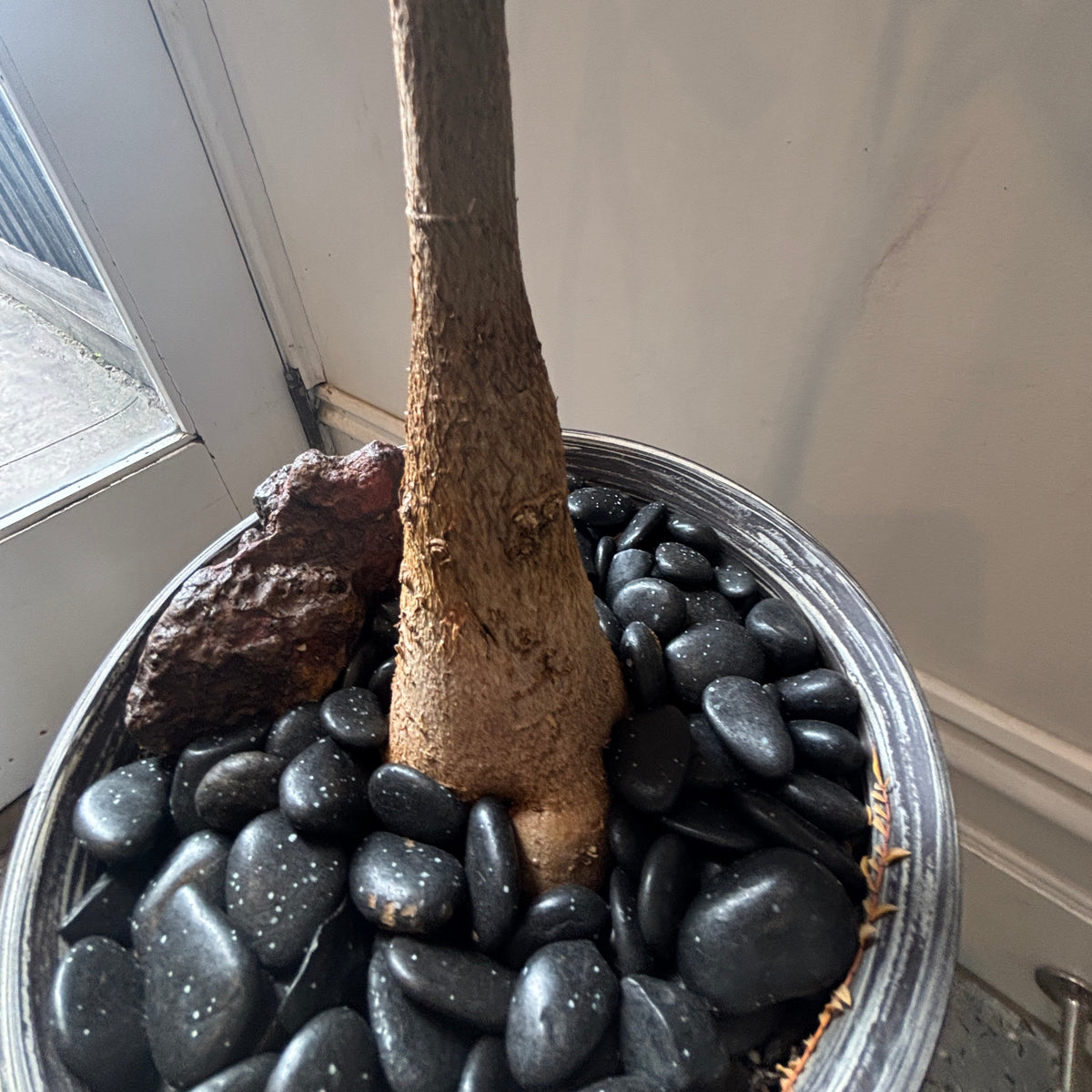 Bonsai - QLD Bottle Tree in a TONiC Ceramics planter