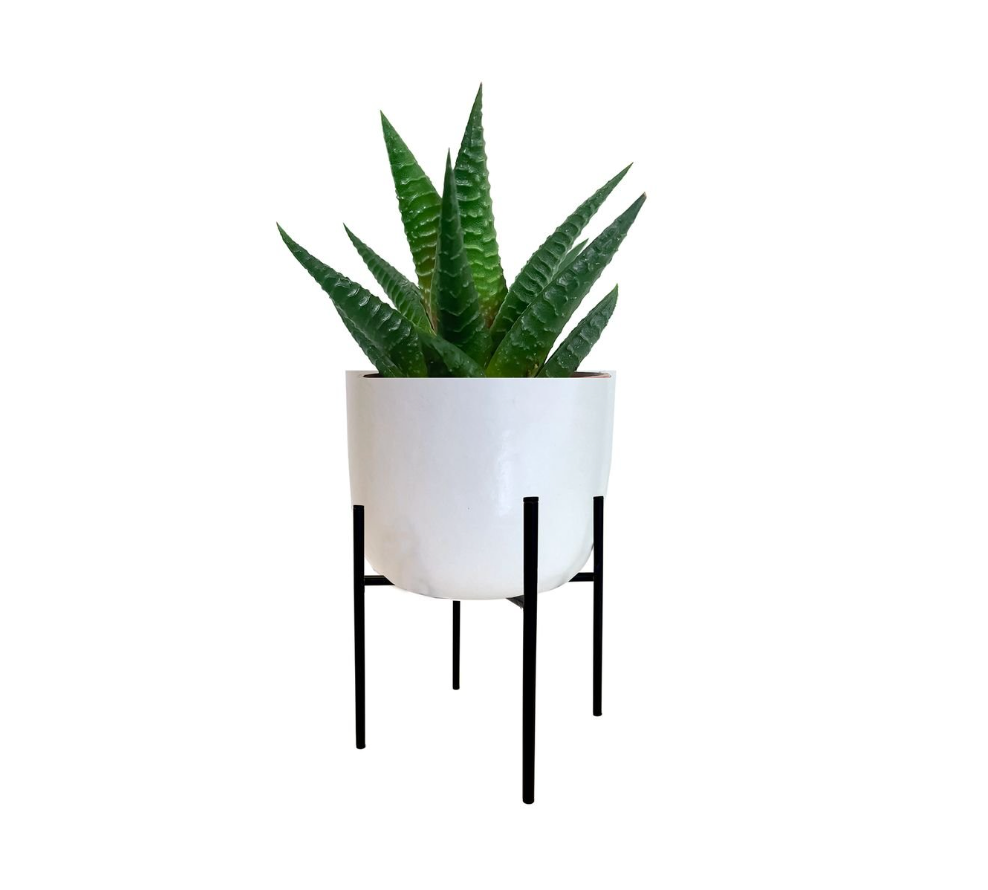 Potted plant on a stand with a white planter against a white background