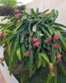 Dragon Fruit Tree