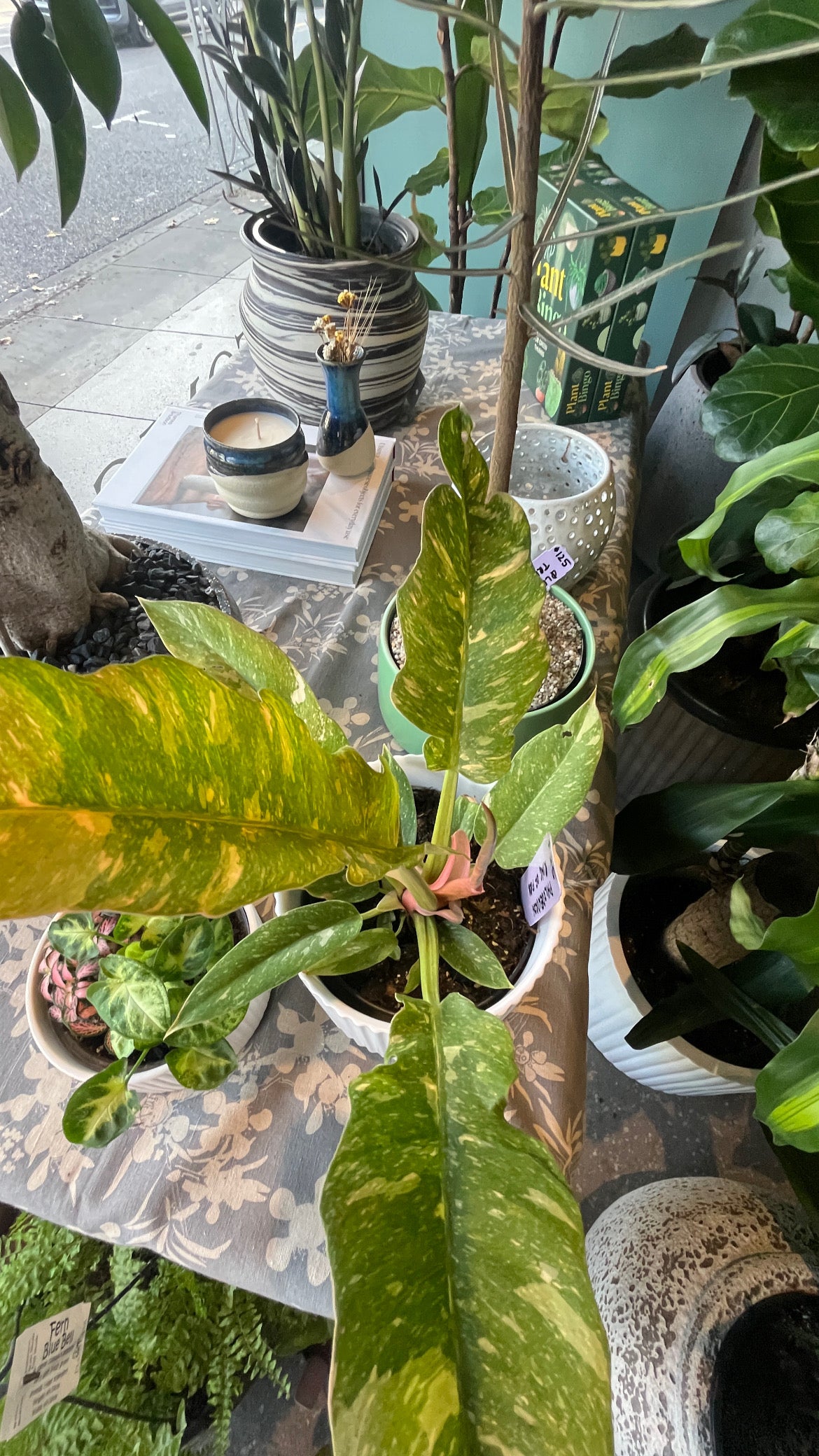 Indoor plants on a table with a blurred background