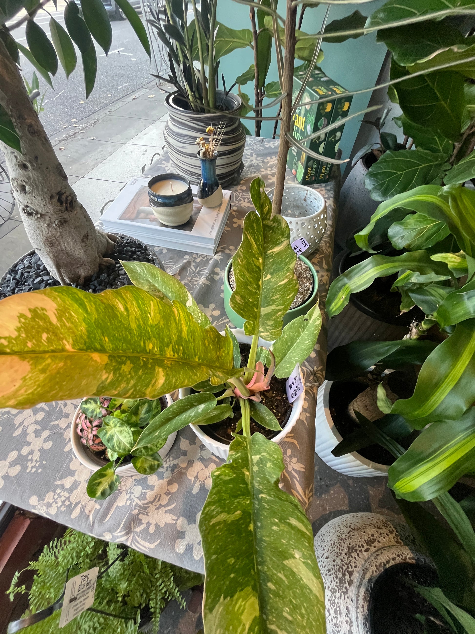 Collection of potted plants on a reflective surface with a tiled floor background