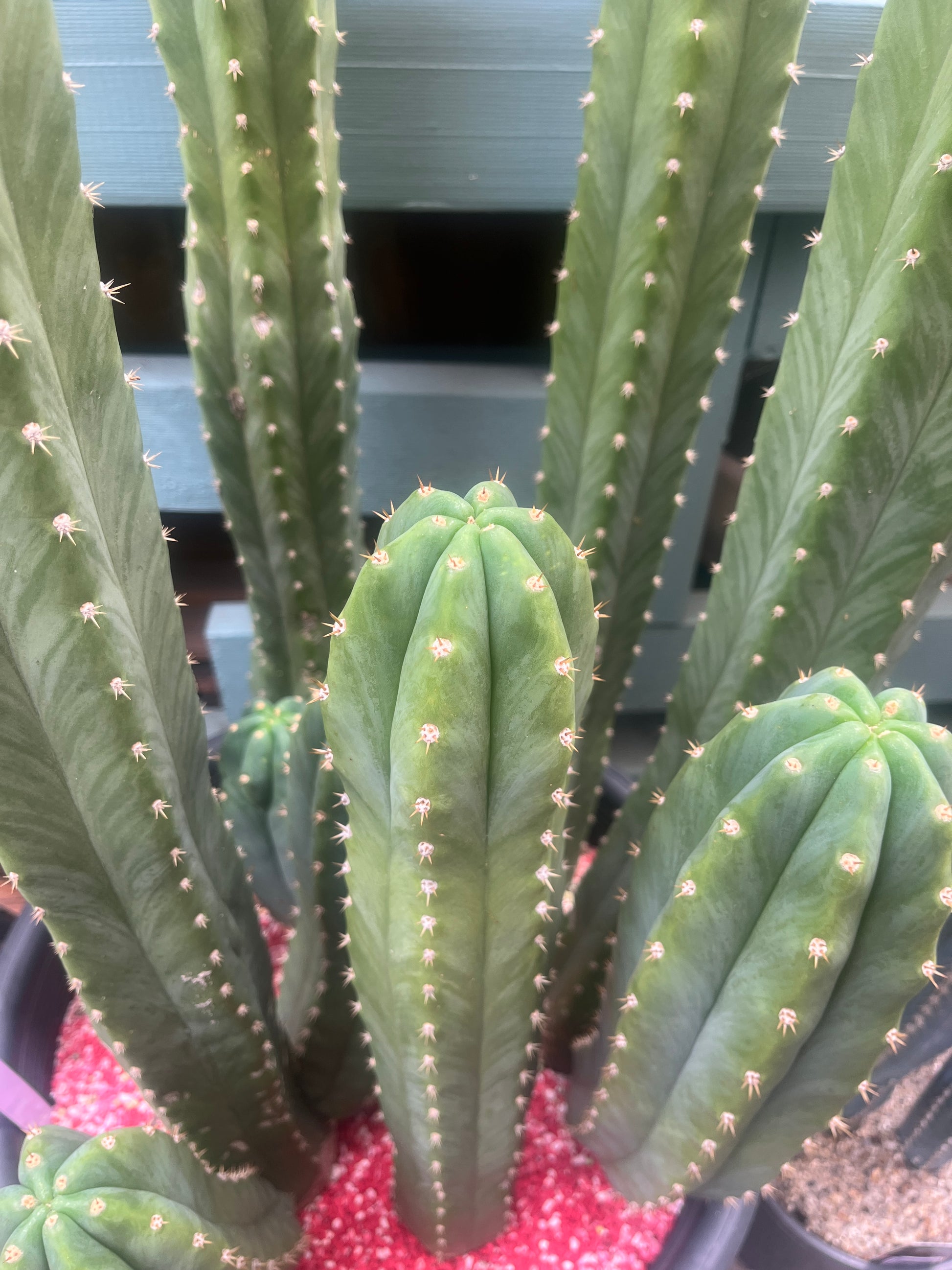 Close-up of a green cactus plant with spines against a blurred background