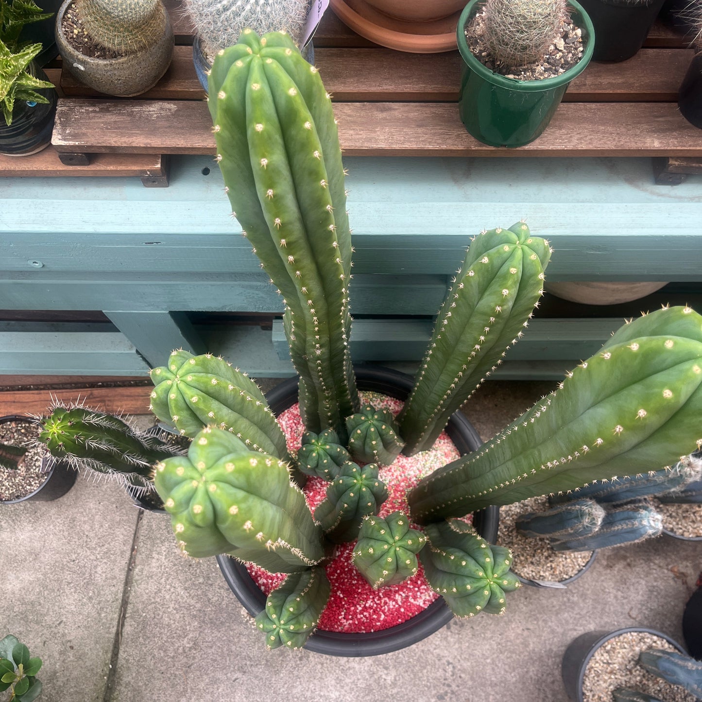 Collection of potted cactus.