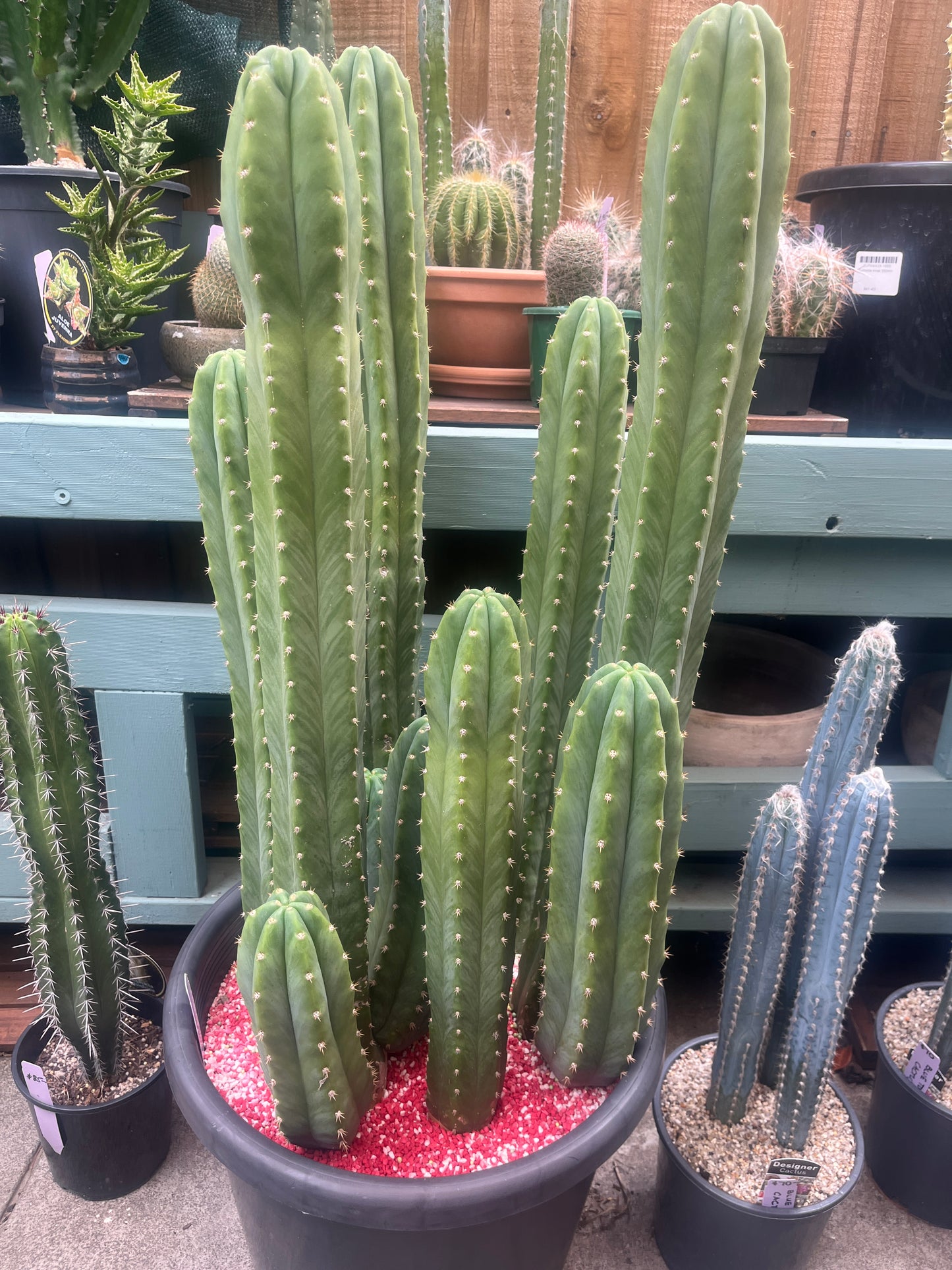 Tall green cactus plant in a pot with a blurred background