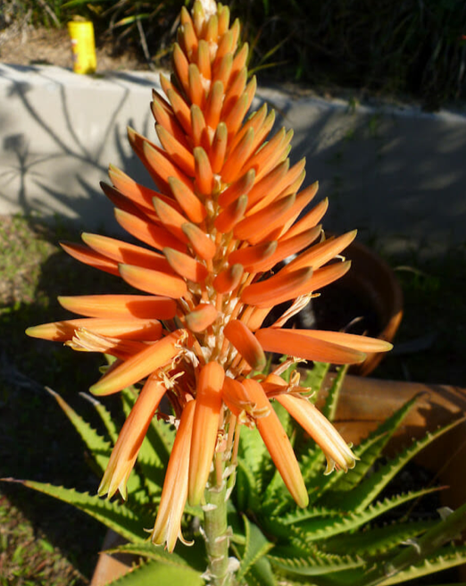 Torch Aloe