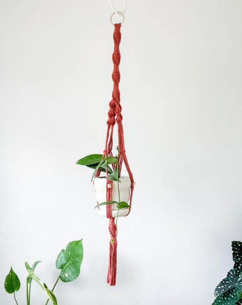 Macrame Plant Hangers ~ Ficus