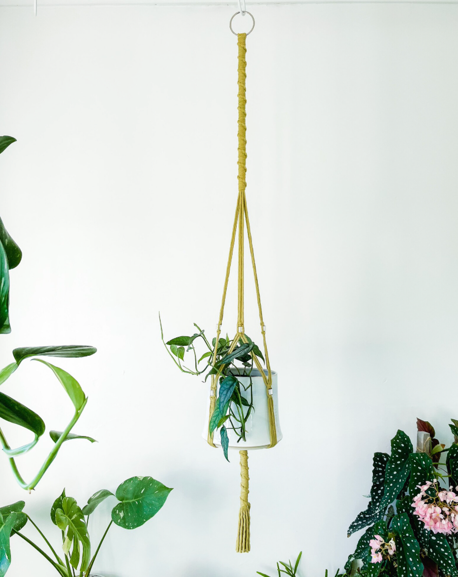 Macrame Plant Hangers ~ Maranta