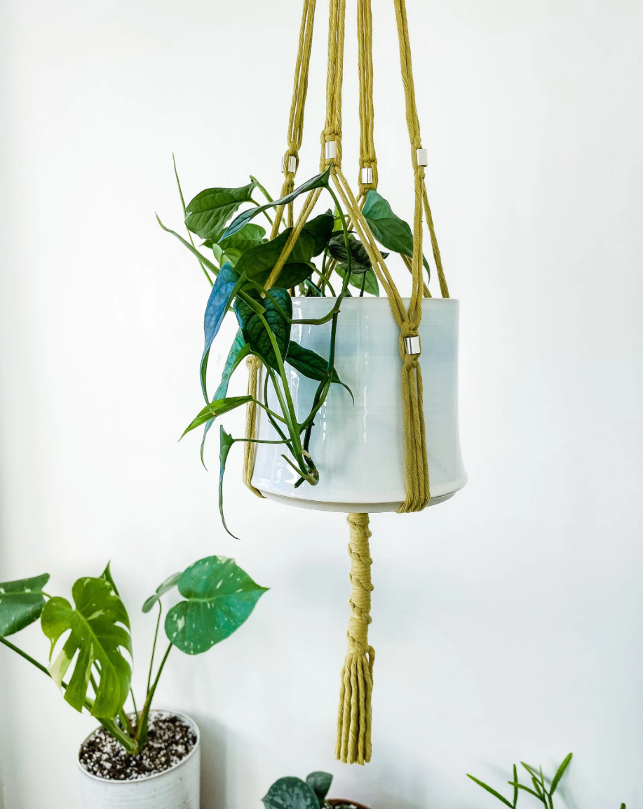 Macrame Plant Hangers ~ Maranta