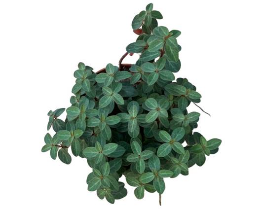 Peperomia Red Log (Peperomia Verticillata)