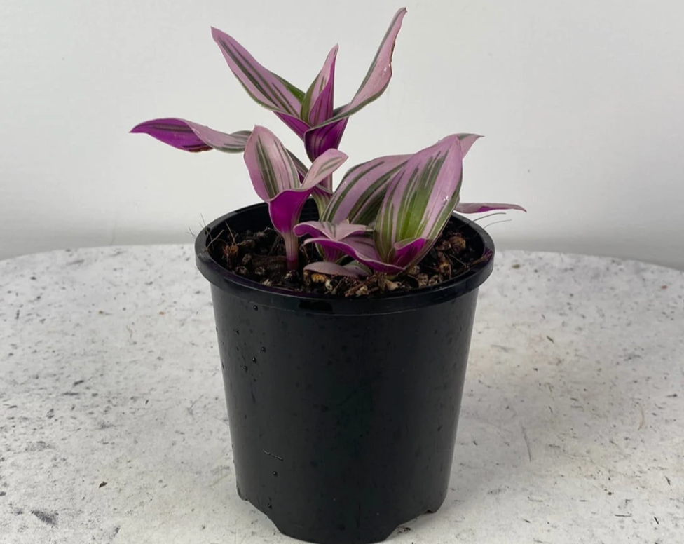 Tradescantia 'Nanouk'