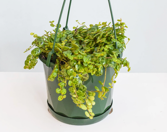 Peperomia String of Turtles (Peperomia Prostrata)