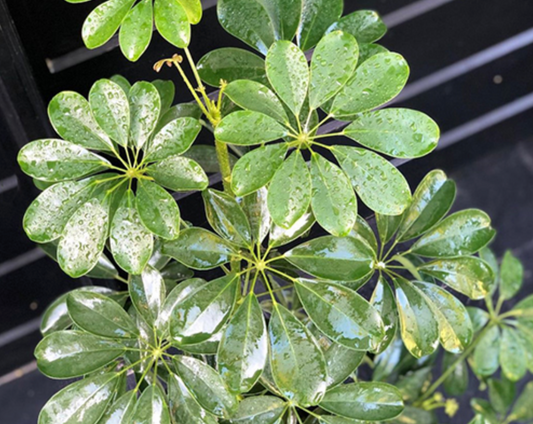 Dwarf Umbrella Tree (Schefflera arboricola)