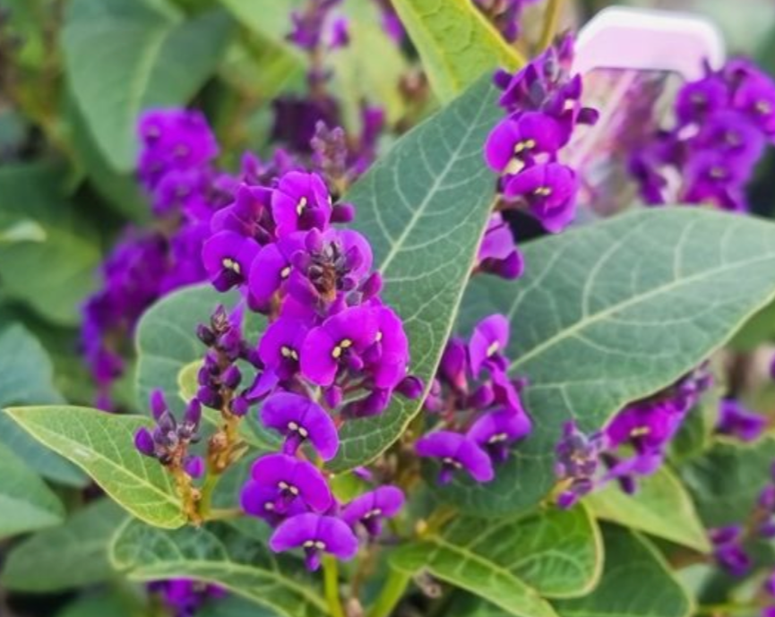 Hardenbergia violacea Regent