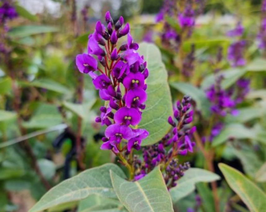 Hardenbergia violacea Regent