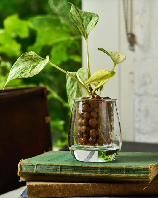 Mini Self-Watering Glass Pot