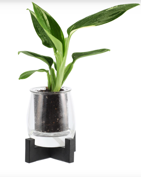 Mini Self-Watering Glass Pot