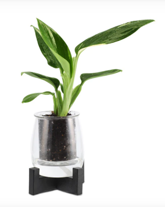 Metal Stand for Mini Self-Watering Glass Pot