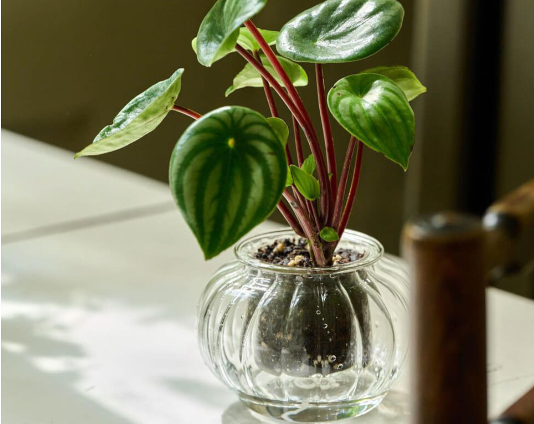 Medium Ribbed Self-Watering Glass Pot