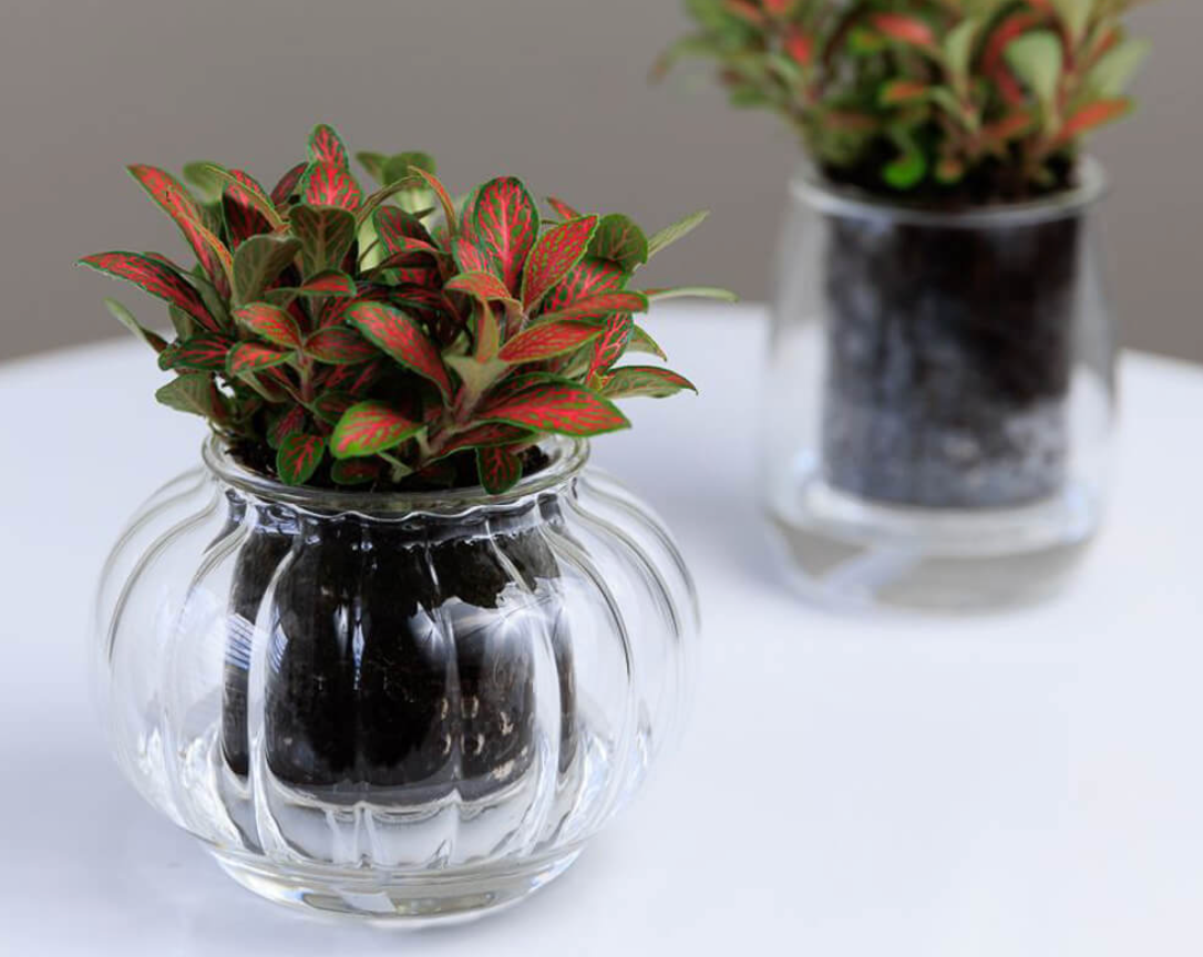 Medium Ribbed Self-Watering Glass Pot