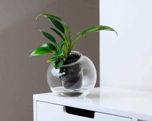 Medium Tilted Self-Watering Glass Pot