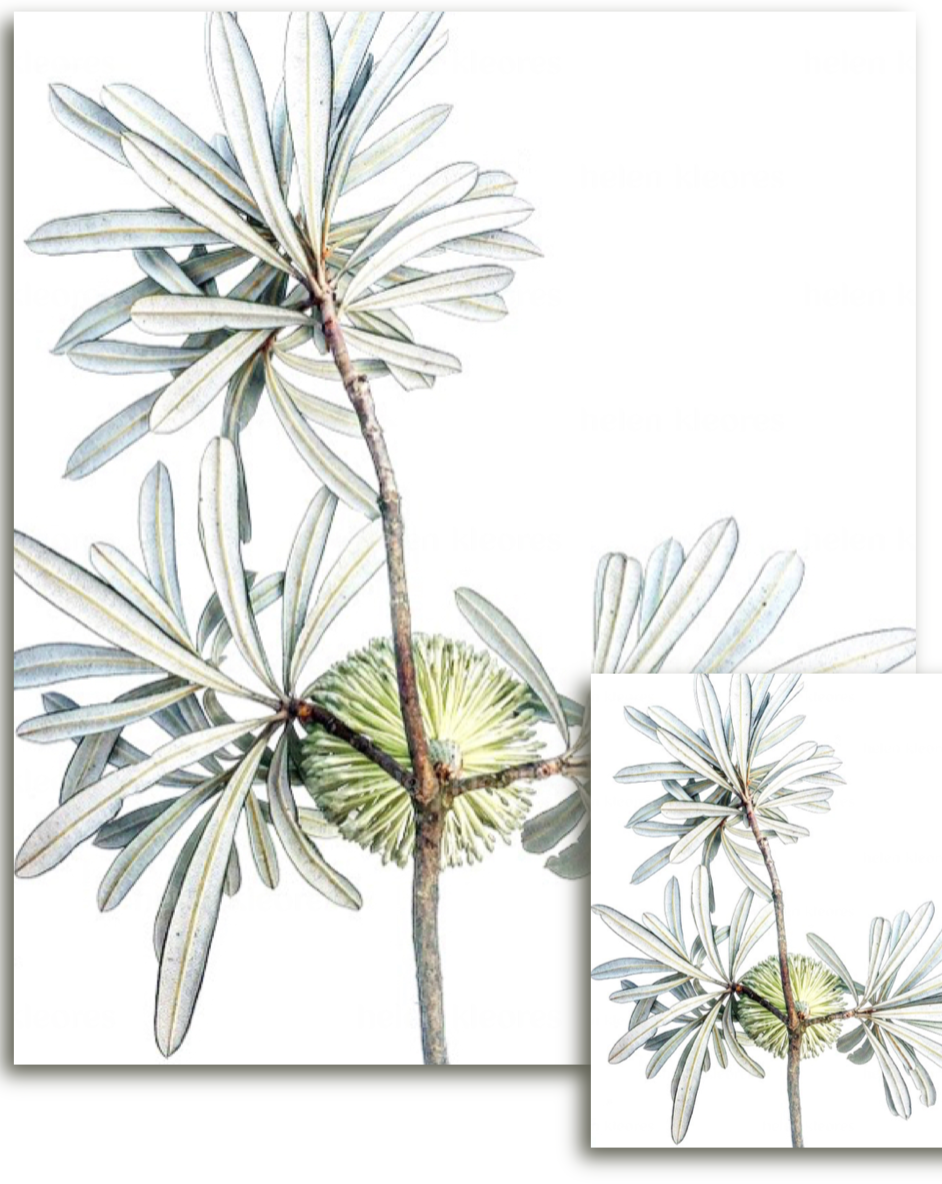 Greeting card - Botanical by Helen Kleores