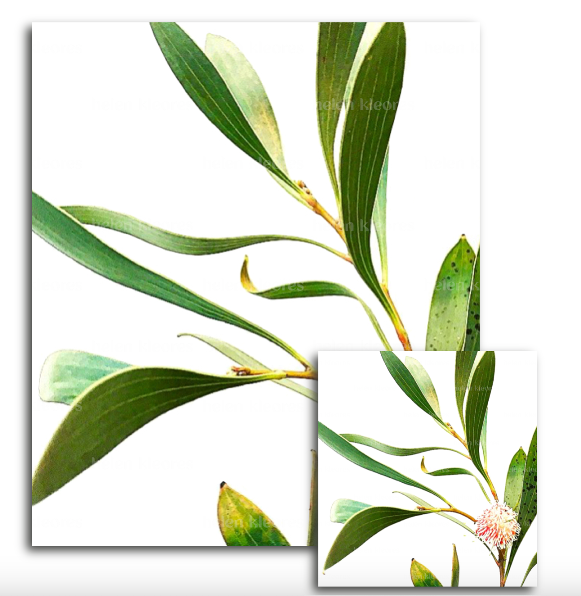 Greeting card - Botanical by Helen Kleores